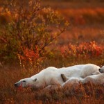 Mother and Cub by Michael Maes