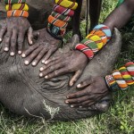 Nature - Orphaned Rhino by Ami Vitale