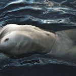 Nude Women Bodies in Water_2