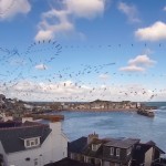 Seagull Skytrails-2