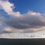 Seagull Skytrails-4