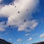 Seagull Skytrails-5
