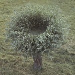 The Beauty of Nature_1