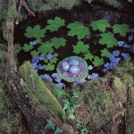 The Beauty of Nature_11
