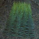 The Beauty of Nature_12