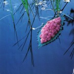 The Beauty of Nature_14