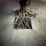 The Beauty of Nature_6