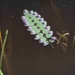 The Beauty of Nature_8
