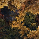After Taking LSD Photography_1