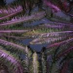 After Taking LSD Photography_4