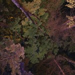 After Taking LSD Photography_8