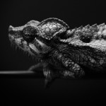Animal Portraits by Vincent Lagrange_0