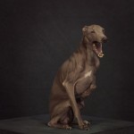 Animal Portraits by Vincent Lagrange_1