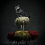 Animal Portraits by Vincent Lagrange_10