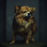 Animal Portraits by Vincent Lagrange_11