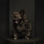 Animal Portraits by Vincent Lagrange_12