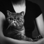 Animal Portraits by Vincent Lagrange_15