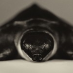 Animal Portraits by Vincent Lagrange_18