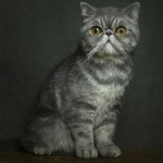 Animal Portraits by Vincent Lagrange_19