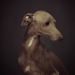 Animal Portraits by Vincent Lagrange_2