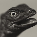 Animal Portraits by Vincent Lagrange_22
