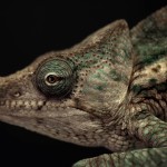 Animal Portraits by Vincent Lagrange_4