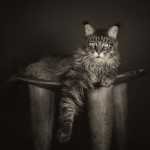 Animal Portraits by Vincent Lagrange_5