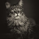 Animal Portraits by Vincent Lagrange_6