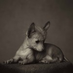 Animal Portraits by Vincent Lagrange_8