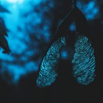 Blue in the Nature Series_0