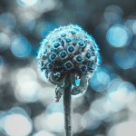 Blue in the Nature Series_5