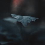Blue in the Nature Series_6