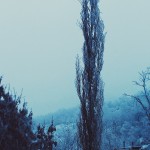 Blue in the Nature Series_8