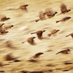 By SOUTH AFRICA PHOTOGRAPHY SAFARIS