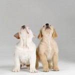 Handmade Animal Portraits_1