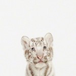 Handmade Animal Portraits_11