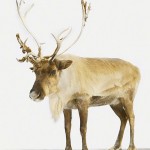 Handmade Animal Portraits_12