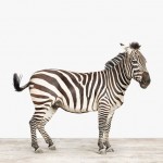 Handmade Animal Portraits_2