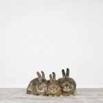 Handmade Animal Portraits_6
