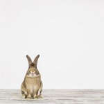 Handmade Animal Portraits_7