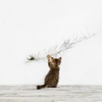 Handmade Animal Portraits_9