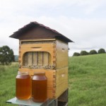 Honey Directly From The Beehive_1