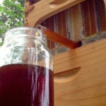 Honey Directly From The Beehive_3