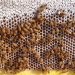Honey Directly From The Beehive_5