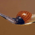 Hyperrealistic Animal Paintings_3