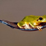 Hyperrealistic Animal Paintings_4