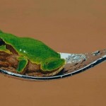 Hyperrealistic Animal Paintings_5