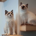 SPLINTR-MaisonDeMoggy-Cat-Cafe-2