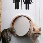 SPLINTR-MaisonDeMoggy-Cat-Cafe-3