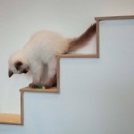 SPLINTR-MaisonDeMoggy-Cat-Cafe-7